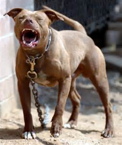 Even if your puppy does not know better yet, you do not want to learn the average payout for a dog bite from personal experience in a courtroom or an attorneys office. . Pitbull bishop growling at owner